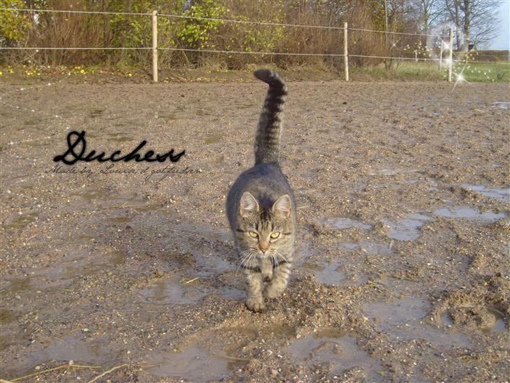 Blanding af racer Dychess - Velkommen til Dychess profil :) Læg gerne kommentar inden du går :P Foto: mig billede 6