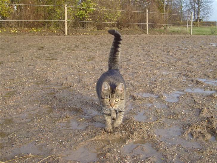 Blanding af racer Dychess billede 8