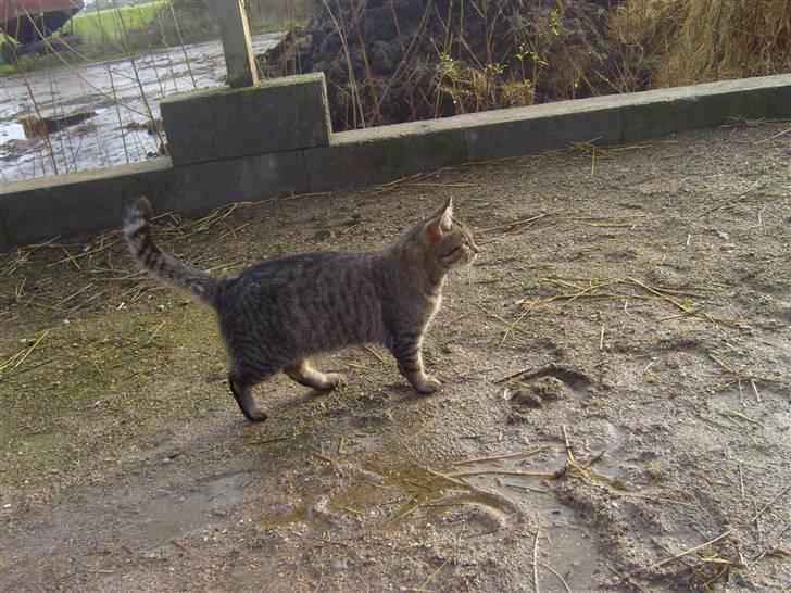 Blanding af racer Dychess billede 10