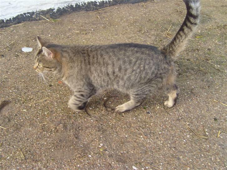 Blanding af racer Dychess billede 11