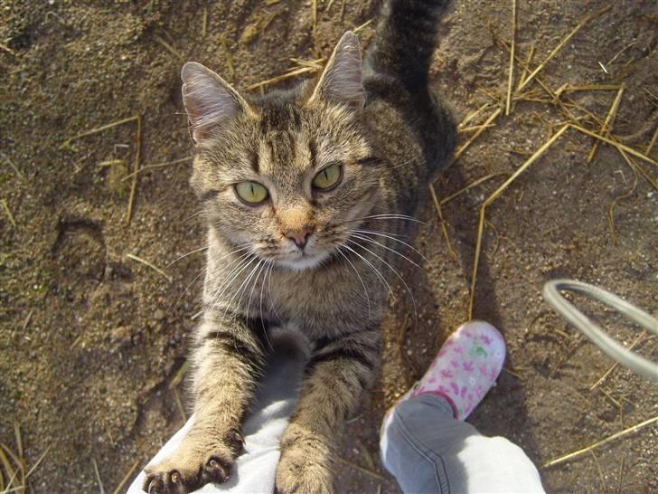 Blanding af racer Dychess billede 12