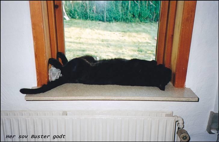 Huskat Buster Origon Mortensen billede 16