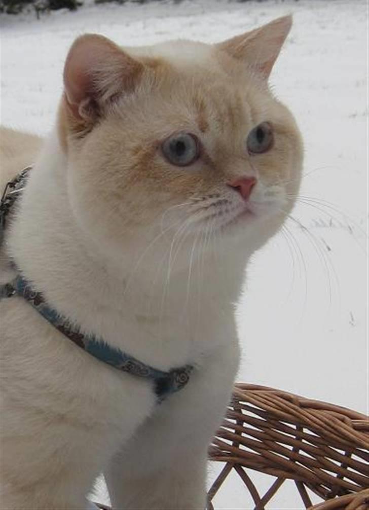 British Shorthair Braveheart billede 1