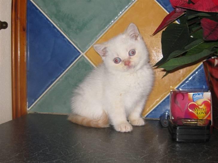 British Shorthair Braveheart billede 2