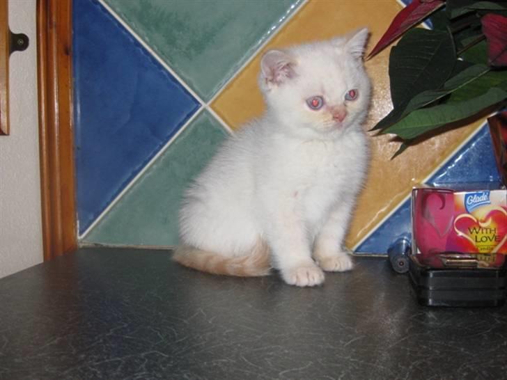 British Shorthair Braveheart billede 3