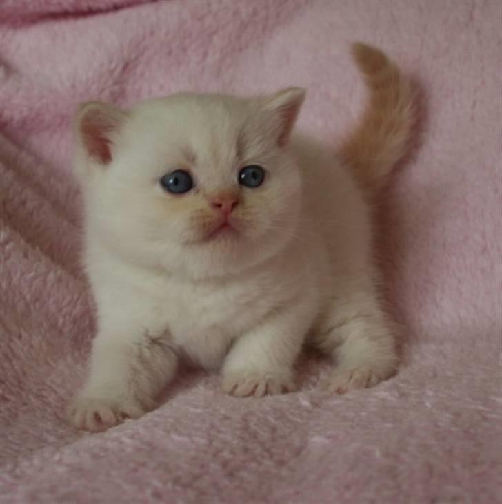 British Shorthair Braveheart billede 4