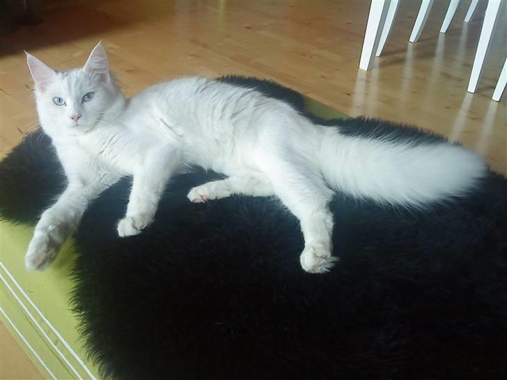 Blanding af racer mille - mille du er i vores tanker savner dig  billede 1