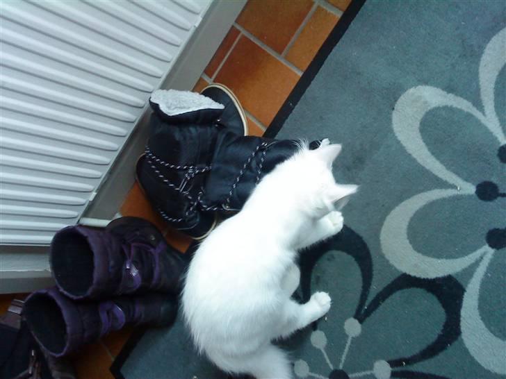 Blanding af racer mille billede 2