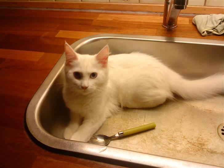 Blanding af racer mille billede 3