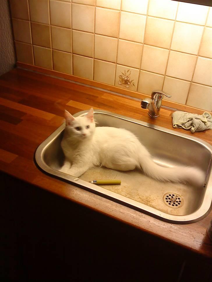 Blanding af racer mille billede 4