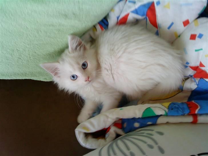 Blanding af racer mille billede 5