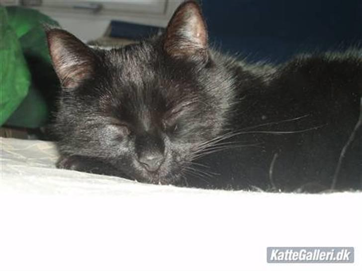 Huskat Gismo billede 2