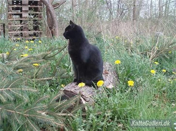 Huskat Gismo billede 3