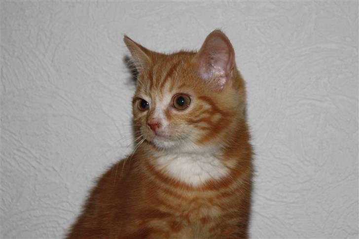 Blanding af racer Kitcat *solgt* billede 1
