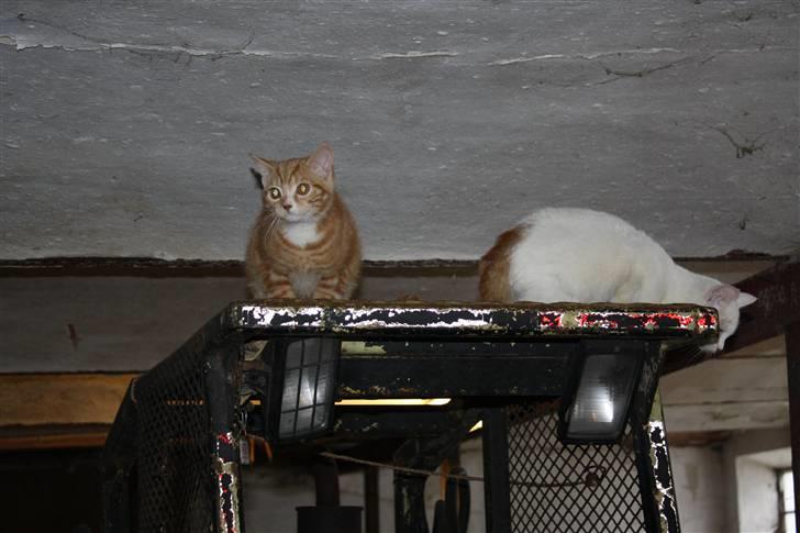 Blanding af racer Kitcat *solgt* billede 6