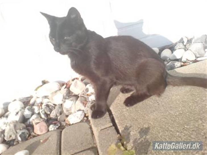 Blanding af racer » Cirkeline - Prinsesse! - Cirkeline i solen <3 billede 10