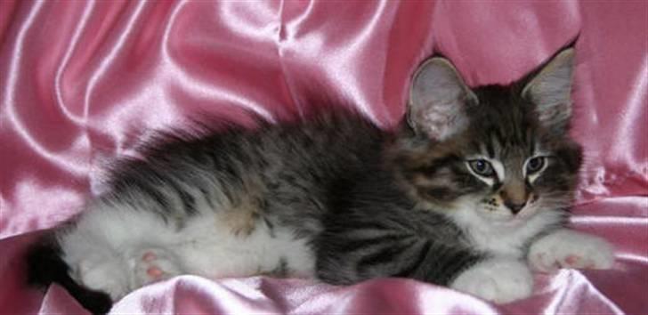 Norsk Skovkat IC Naturell's Delle DeLic billede 1