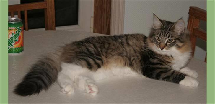 Norsk Skovkat IC Naturell's Delle DeLic billede 2