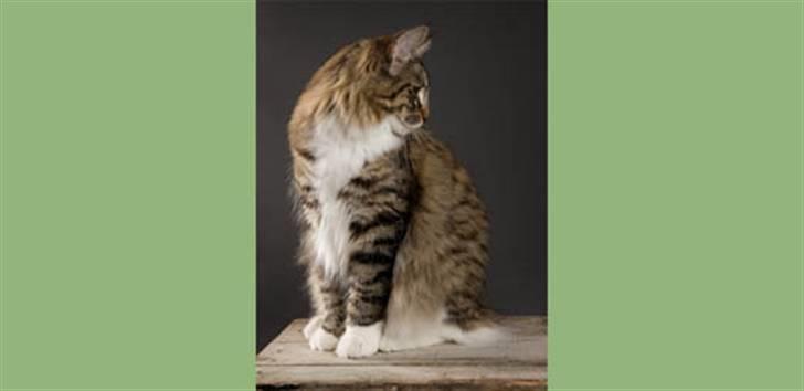 Norsk Skovkat IC Naturell's Delle DeLic billede 3