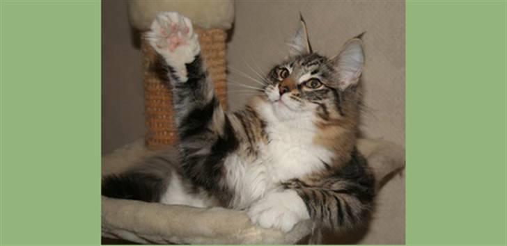 Norsk Skovkat IC Naturell's Delle DeLic billede 4