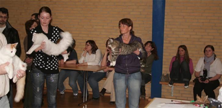 Norsk Skovkat IC Naturell's Delle DeLic billede 5