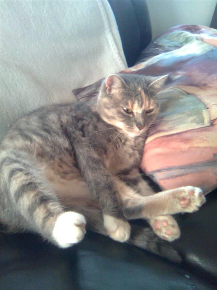 Huskat Perle billede 8