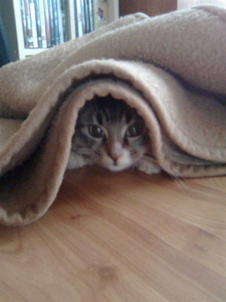 Blanding af racer Raya billede 15