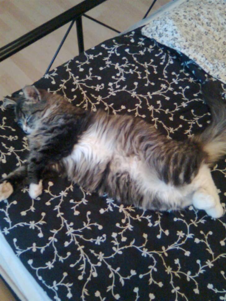 Blanding af racer Raya billede 16