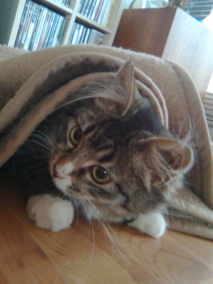 Blanding af racer Raya billede 17