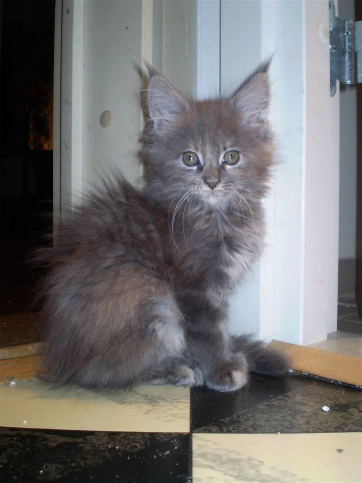 Maine Coon Karma billede 1