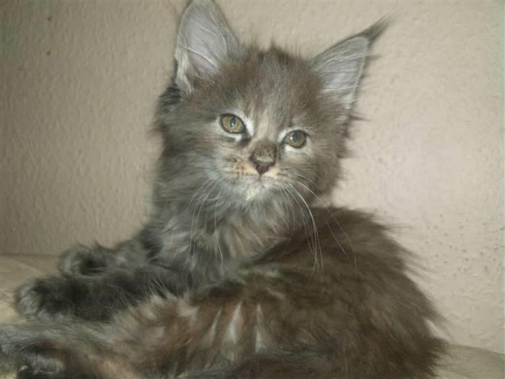 Maine Coon Karma billede 2