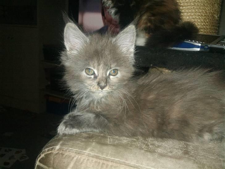 Maine Coon Karma billede 3