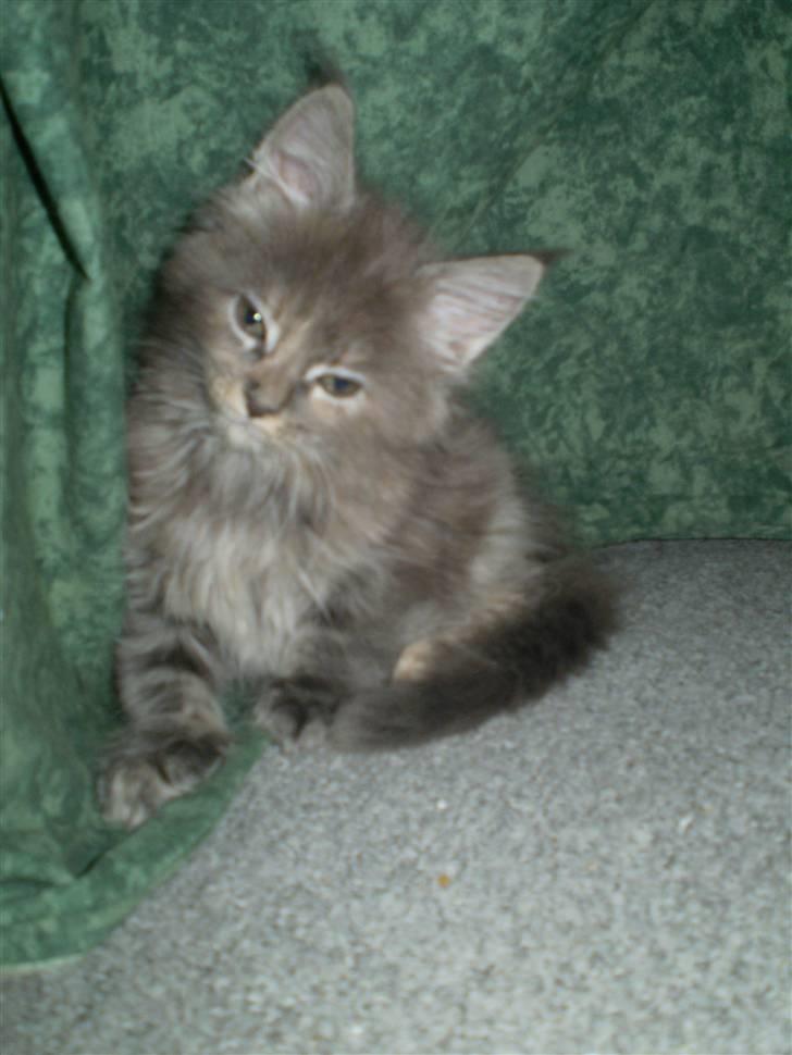 Maine Coon Karma billede 4