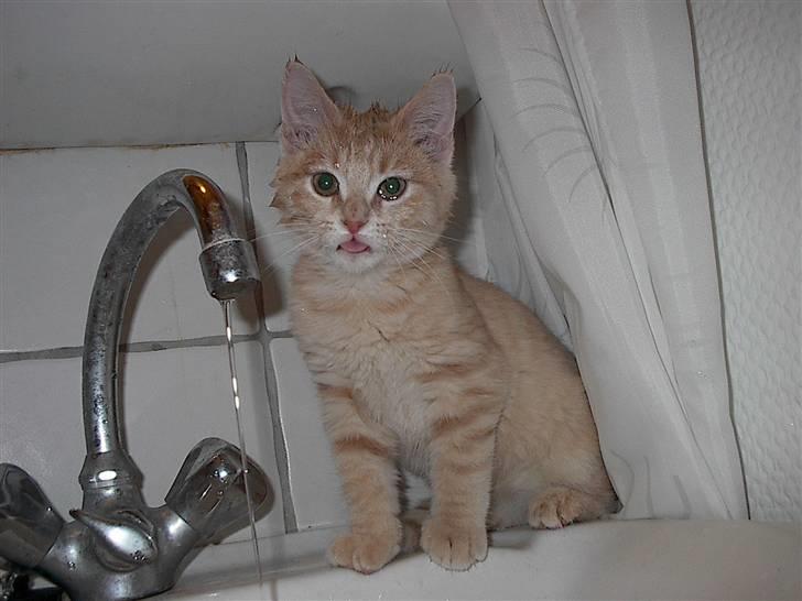 Blanding af racer Phønix (floffy) - Jeg elsker vand ..! vil bare ikke vaskes .! billede 7