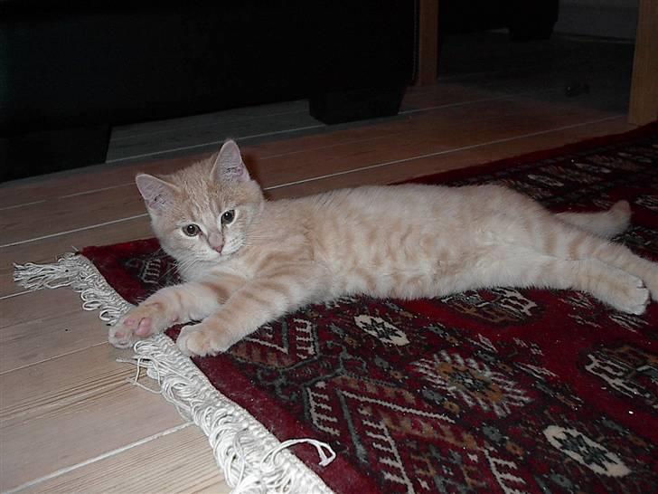 Blanding af racer Phønix (floffy) - jeg er udmattet..! billede 8