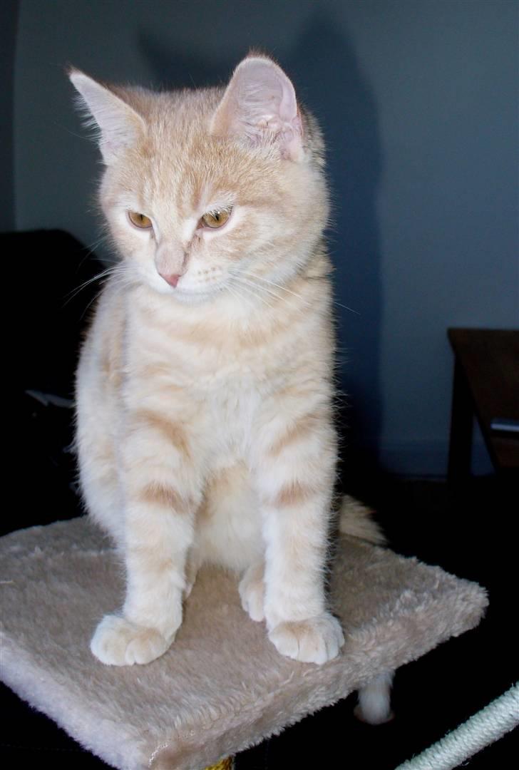 Blanding af racer Phønix (floffy) - 16 uger billede 9