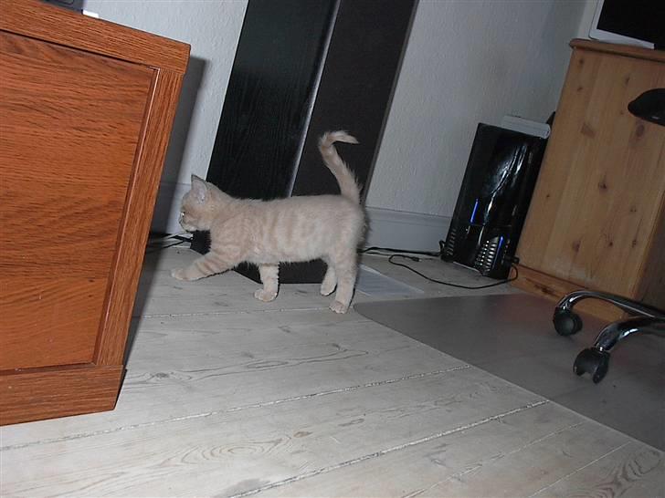 Blanding af racer Phønix (floffy) - alt skal undersøges billede 15