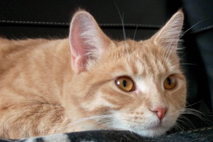 Blanding af racer Phønix (floffy) - Phønix 9 måneder og godt 5,1kg billede 10