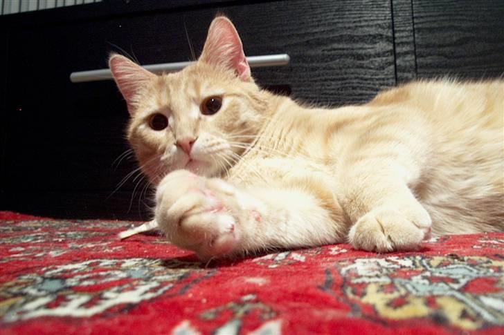 Blanding af racer Phønix (floffy) - Phønix 12 måneder billede 4