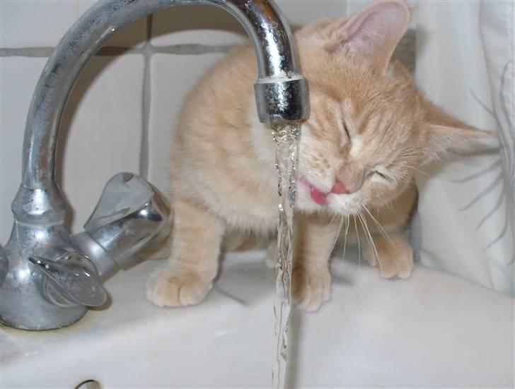 Blanding af racer Phønix (floffy) - tørstig? billede 11