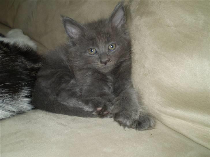 Maine Coon Buller R.I.P mors baby billede 6