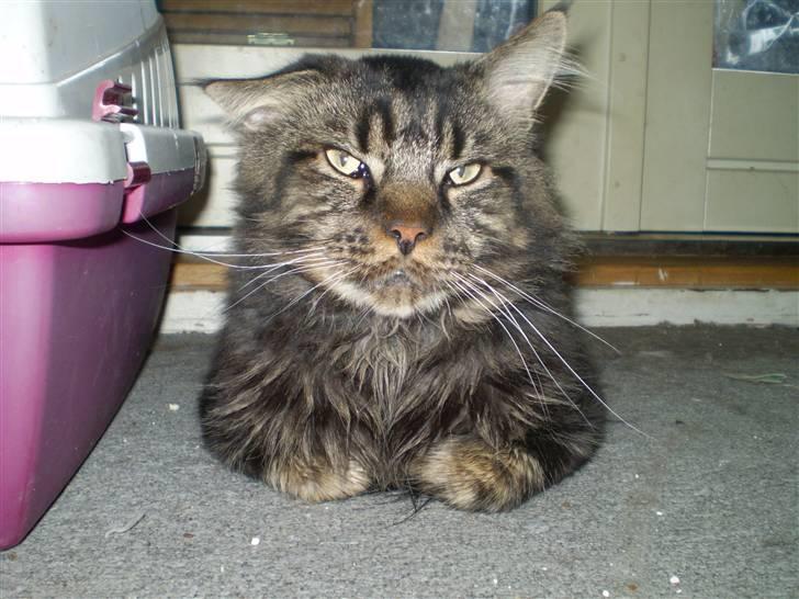 Maine Coon Sylvester billede 8