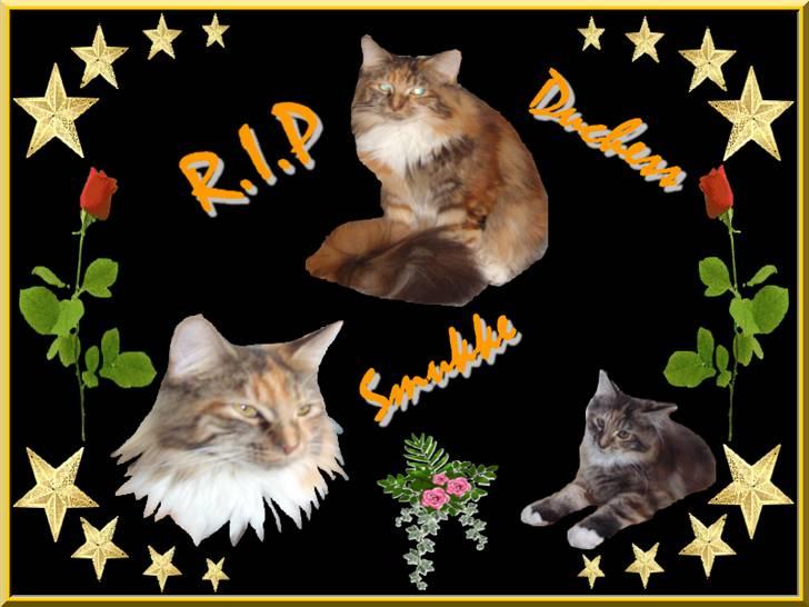 Maine Coon Duchess R.I.P min skat billede 10