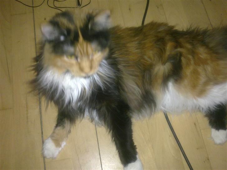 Maine Coon Destiny billede 9