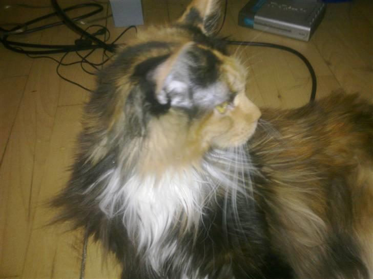 Maine Coon Destiny billede 10