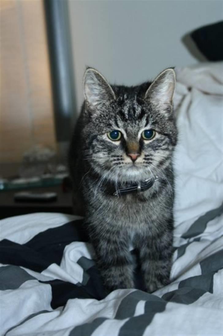 Huskat Mallik billede 1