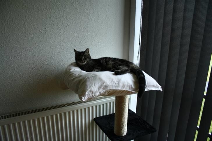 Huskat Mallik - Kongeklippen står lige ved vinduet så der er dejligt udsyn fra 2 sal :P billede 2