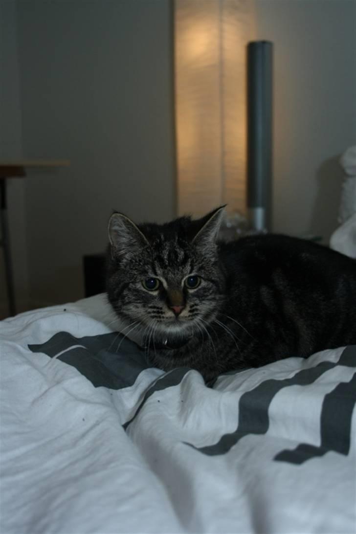 Huskat Mallik billede 3