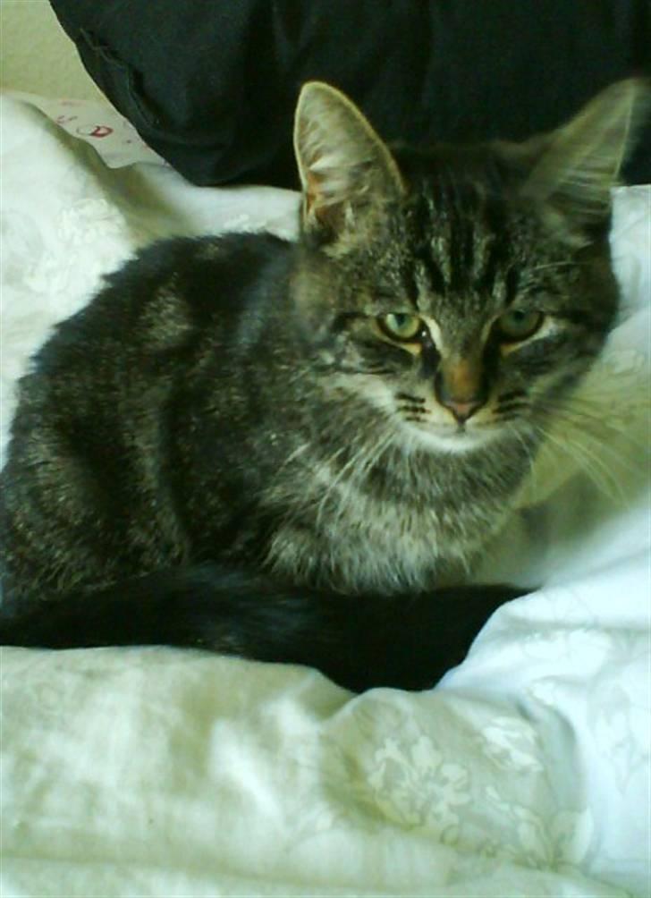 Huskat Mallik -  - Der havde jeg næsten lige købt ham :) billede 4