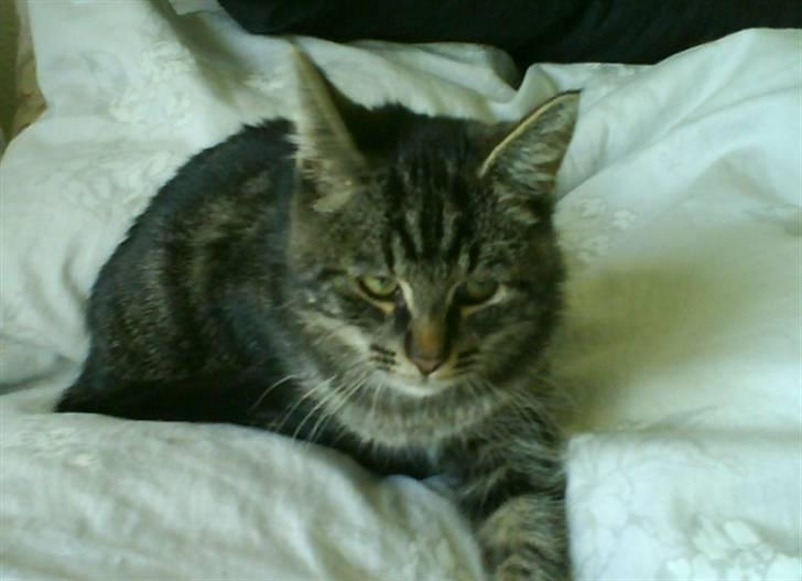 Huskat Mallik billede 5